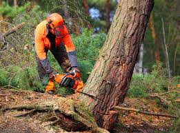 Best Stump Grinding and Removal  in Marionville, MO