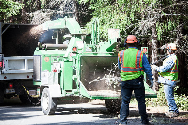 Trusted Marionville, MO Tree Care Experts