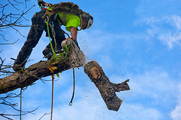 How Our Tree Care Process Works  in  Marionville, MO